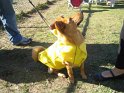 halloween 2010 007